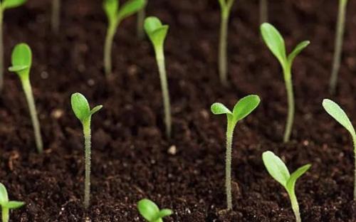 土壤肥料养分检测仪 土壤肥料养分检测仪