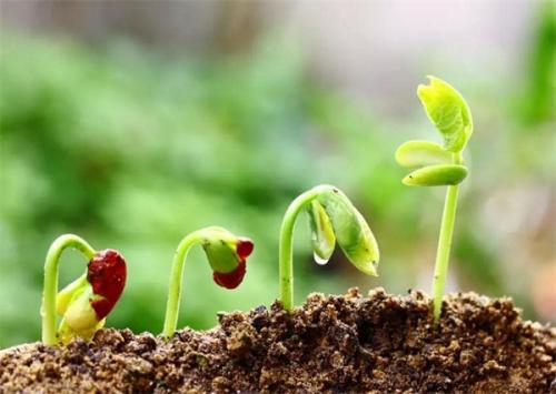 土壤肥料检测仪 土壤肥料检测仪